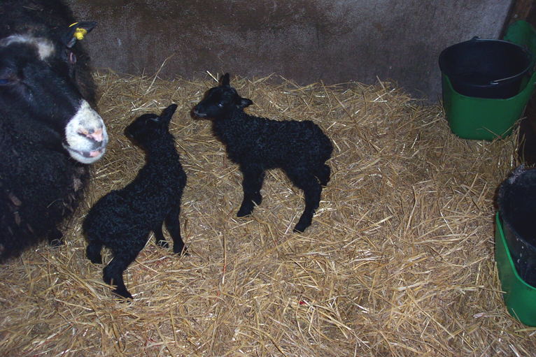 Gotland lambs, born 29 March 2010, two hours old | Gotländare, födda 29 mars 2010, två timmar gamla | Gotlannin karitsat 2 tunnin ikäisinä, syntyneet 29 maaliskuuta 2010 | Gotlandaj ŝafidoj, duhoraj, naskiĝis je 2010 marto 29